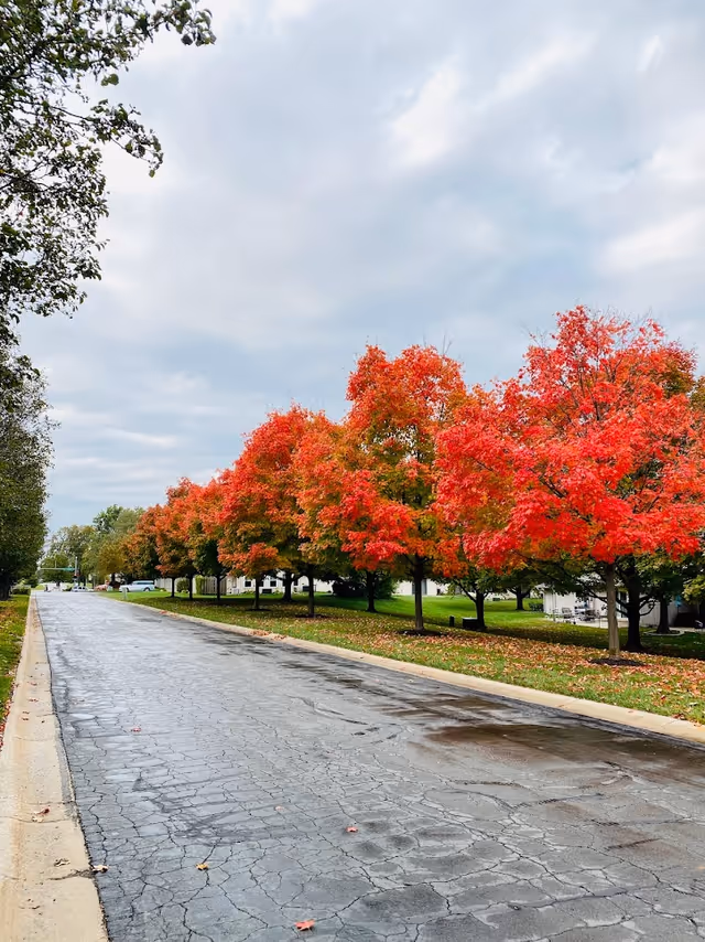 Wet paved road lined with vibrant red-orange autumn trees beside lawns and residential buildings.