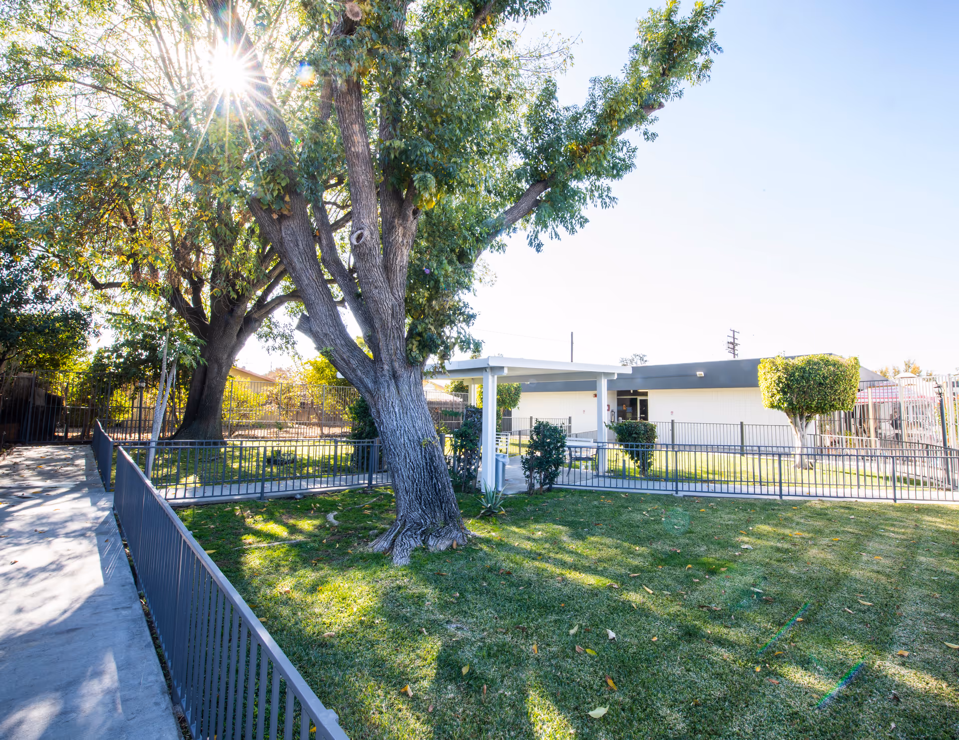 Outdoor view of a senior living facility with a large tree casting shadows on a grassy area enclosed by a metal fence. A paved walkway runs alongside the fence, leading to a single-story building with a covered entrance. The sun is shining brightly through the tree branches.