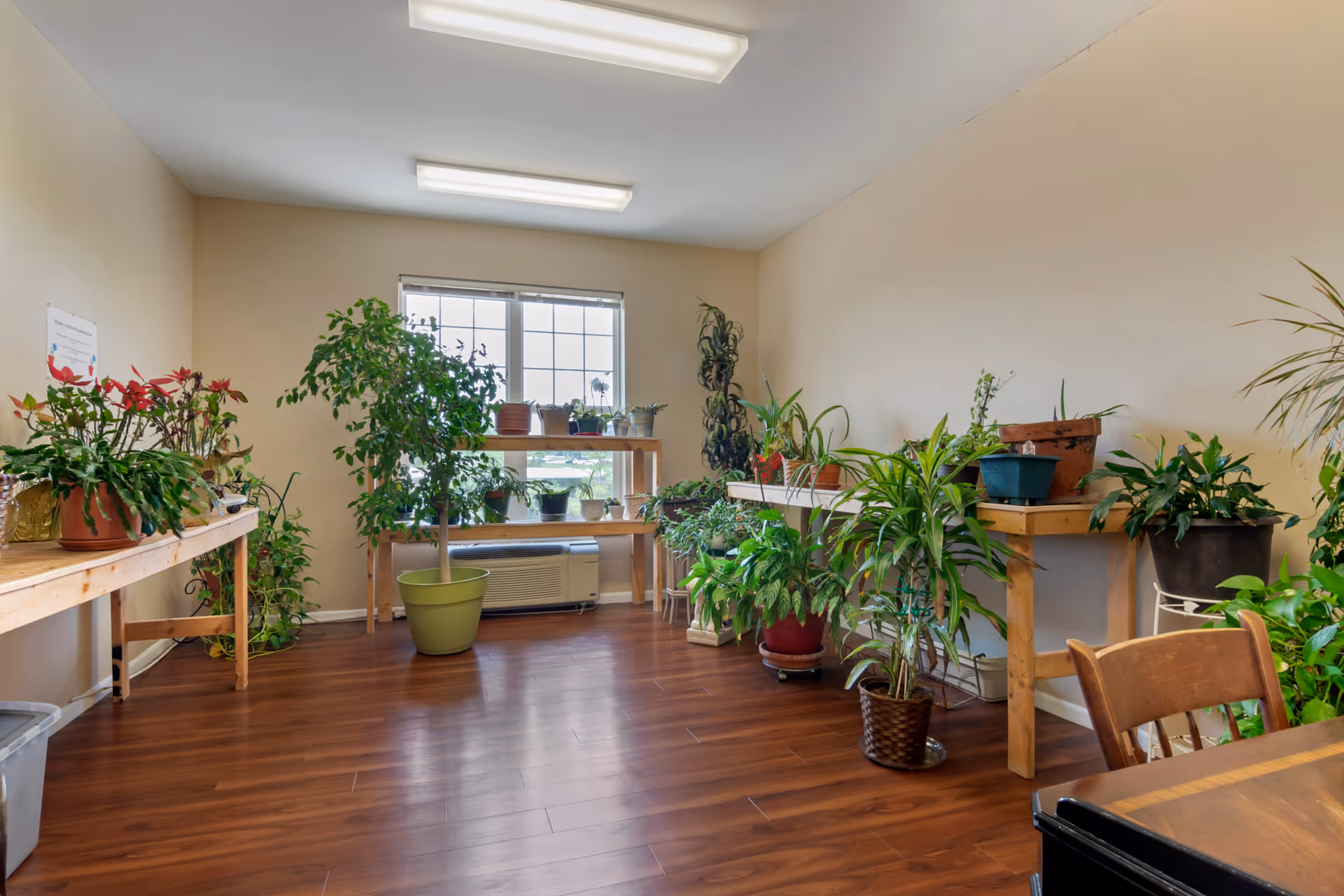 Bright interior room with numerous potted plants on wooden tables and a window letting in light.