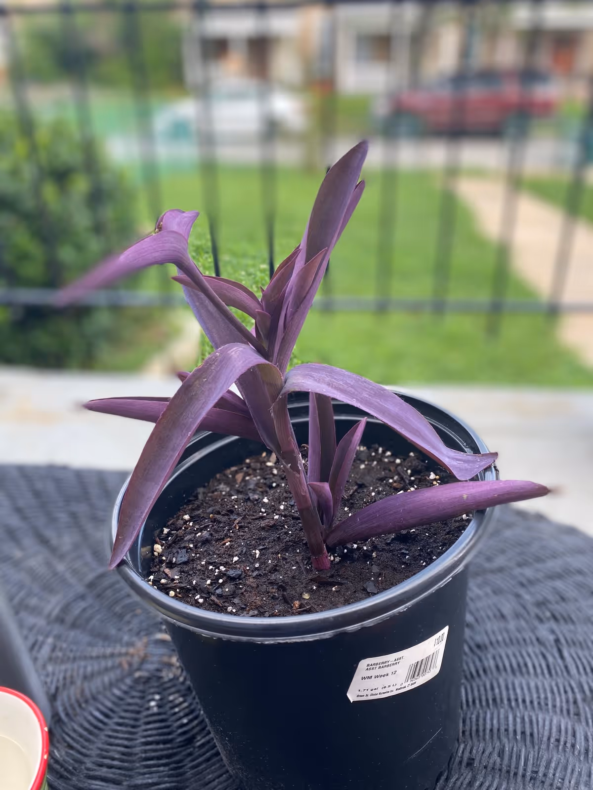 Purple potted plant on a black plastic pot sitting on a wicker table with a blurred yard and fence in the background.