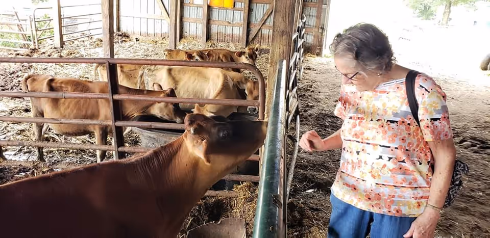 An elderly woman wearing glasses, a floral patterned shirt, and blue pants is interacting with several brown cows inside a barn. The cows are behind metal railings and appear to be eating from troughs. The barn has a dirt floor and wooden walls with some light coming in from outside.
