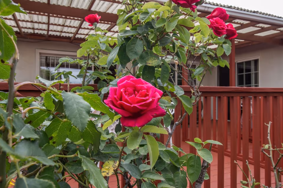 Close-up of vibrant red roses blooming on a bush with green leaves in front of a covered patio area with red wooden railings and beige walls of a building.