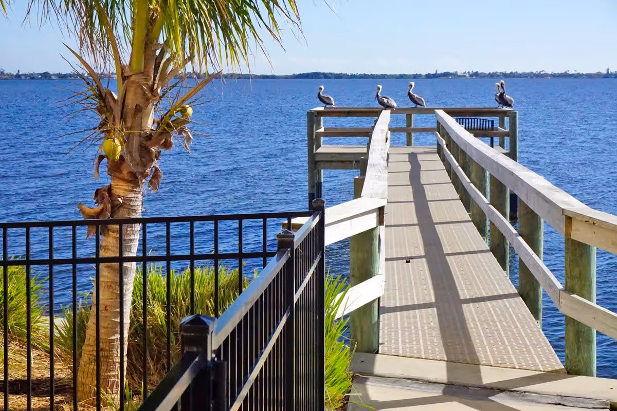 A wooden pier extending over a large body of water with five pelicans perched on the railing at the end. A palm tree and black metal fence are visible on the left side of the image, with green plants near the water's edge.