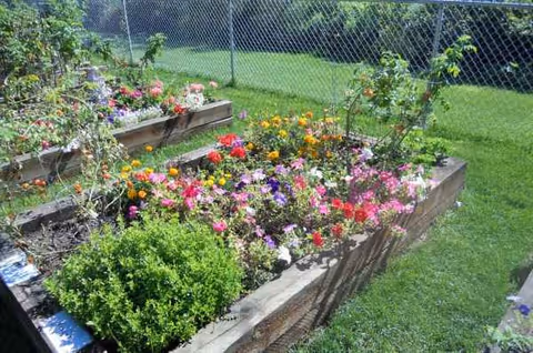 Raised wooden planter boxes filled with colorful flowers, on a grassy yard with a chain-link fence.