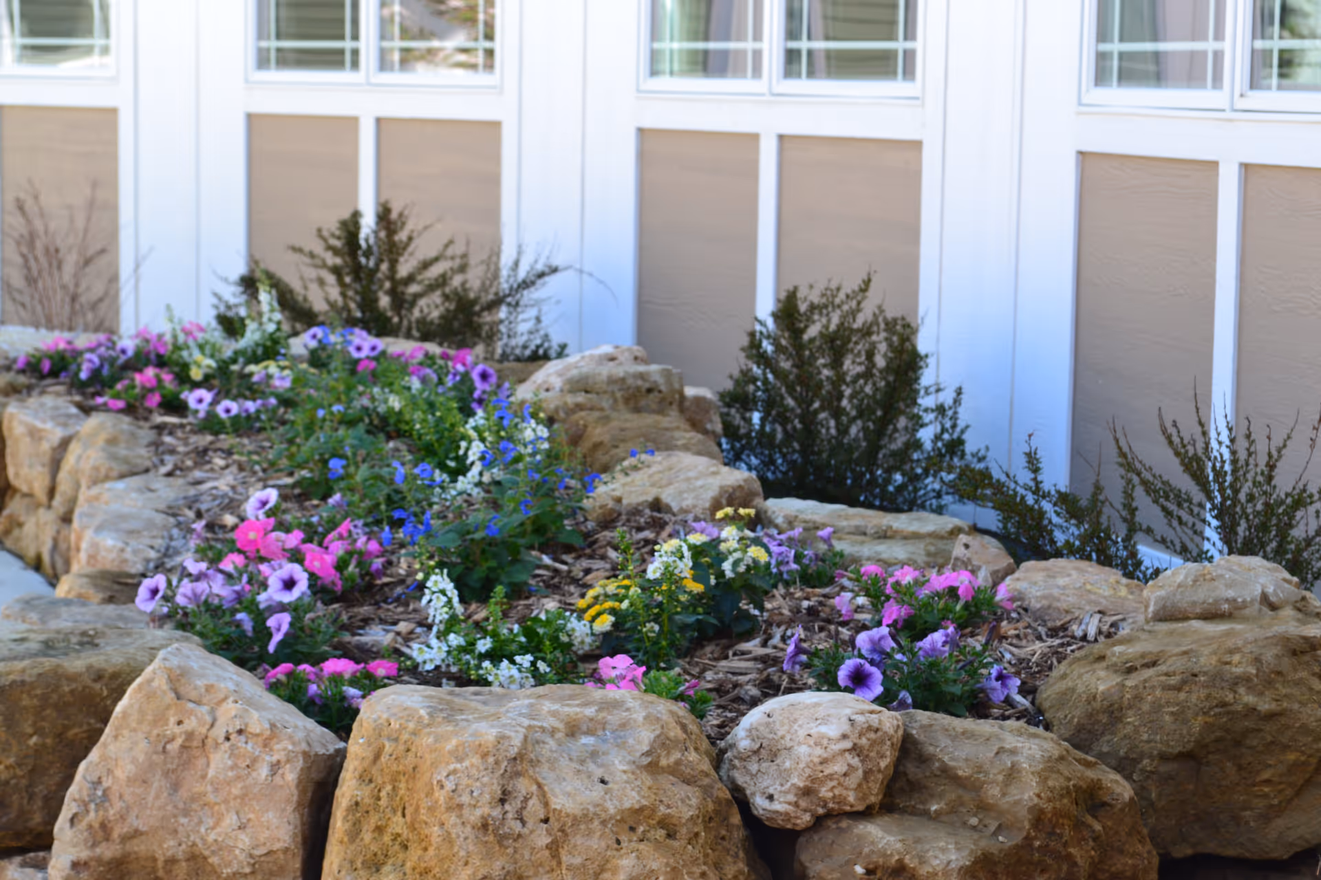 Rock-bordered flowerbed planted with colorful petunias and other flowers alongside a building's windowed exterior.