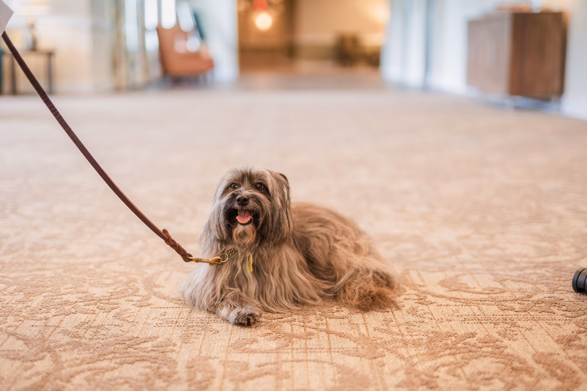 A small, long-haired dog with a leash lying on a patterned carpet in a spacious, softly lit indoor area with blurred furniture in the background.