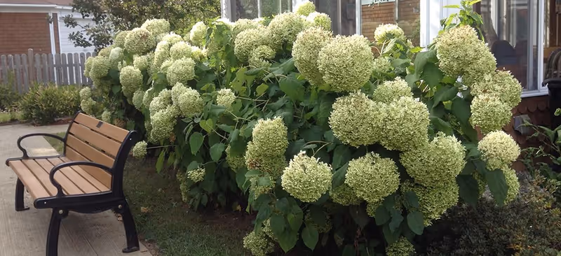 A wooden bench with black metal armrests and legs sits on a concrete path next to a large bush with numerous white hydrangea flowers. In the background, there is a wooden fence, some greenery, and part of a building with windows.
