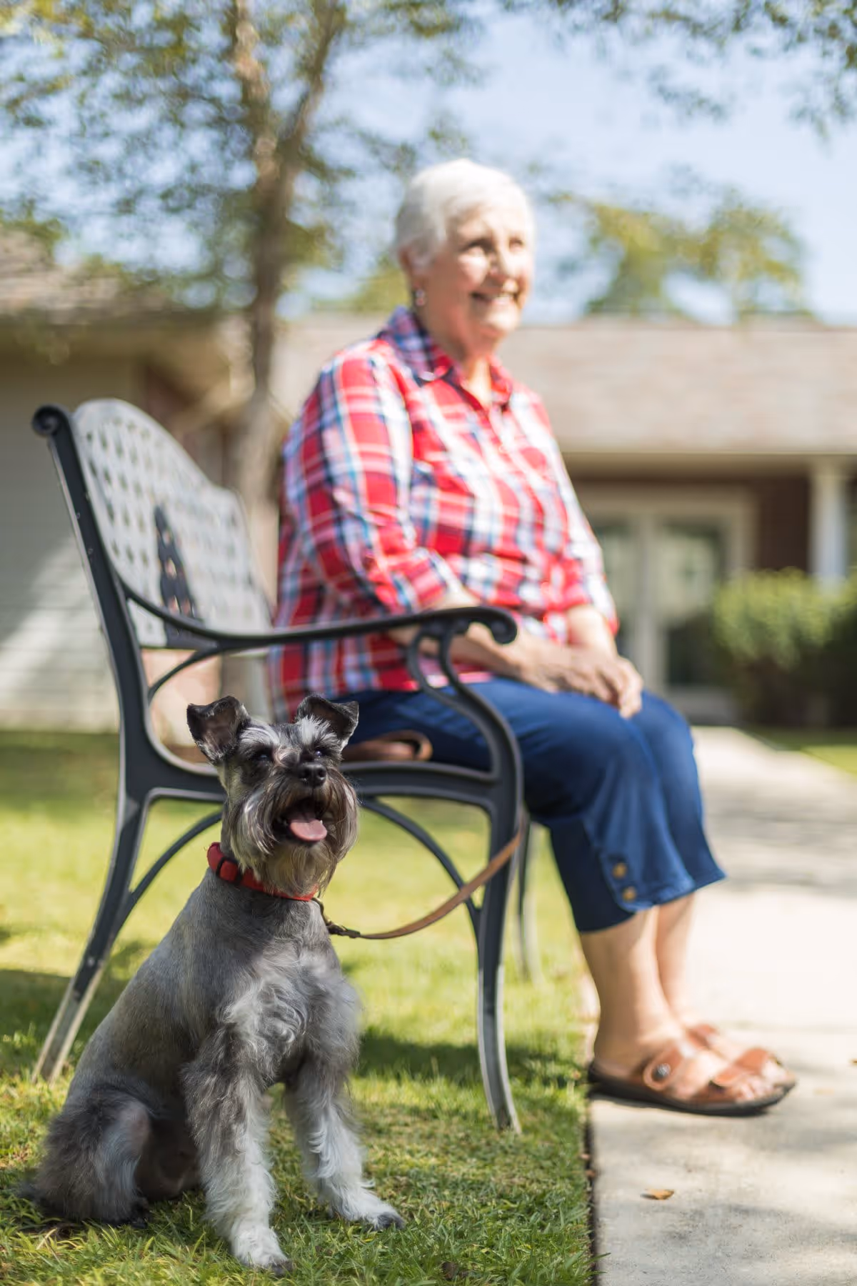 A small gray dog with a red collar sitting on grass in front of a black metal bench. An elderly woman wearing a red plaid shirt and blue pants is sitting on the bench, smiling. The background shows a building and trees under a clear sky.