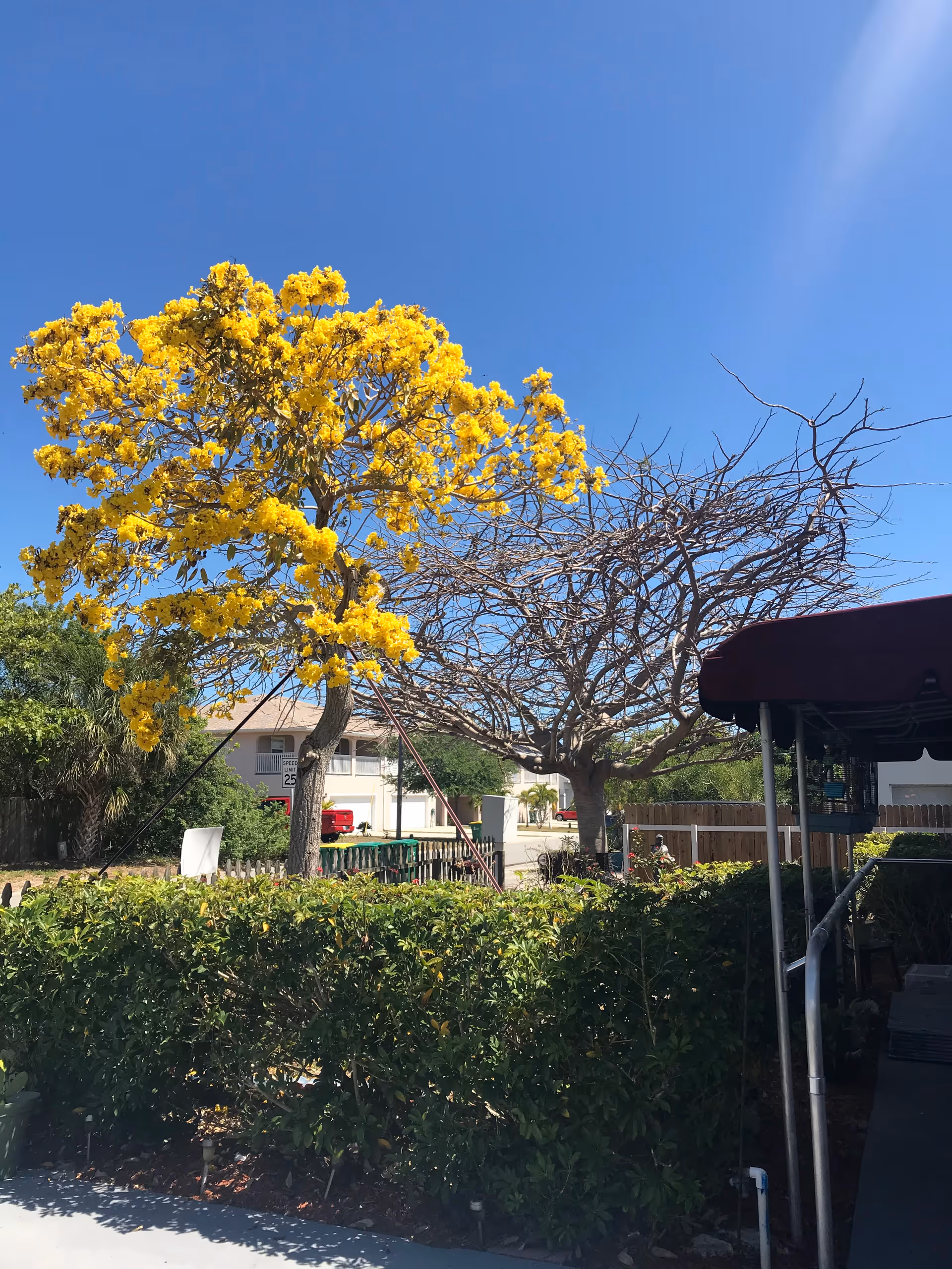 Outdoor scene with a bright yellow flowering tree and a leafless tree next to it under a clear blue sky. There is a green hedge in the foreground and a building with a red vehicle in the background. A covered walkway or patio structure is partially visible on the right side.