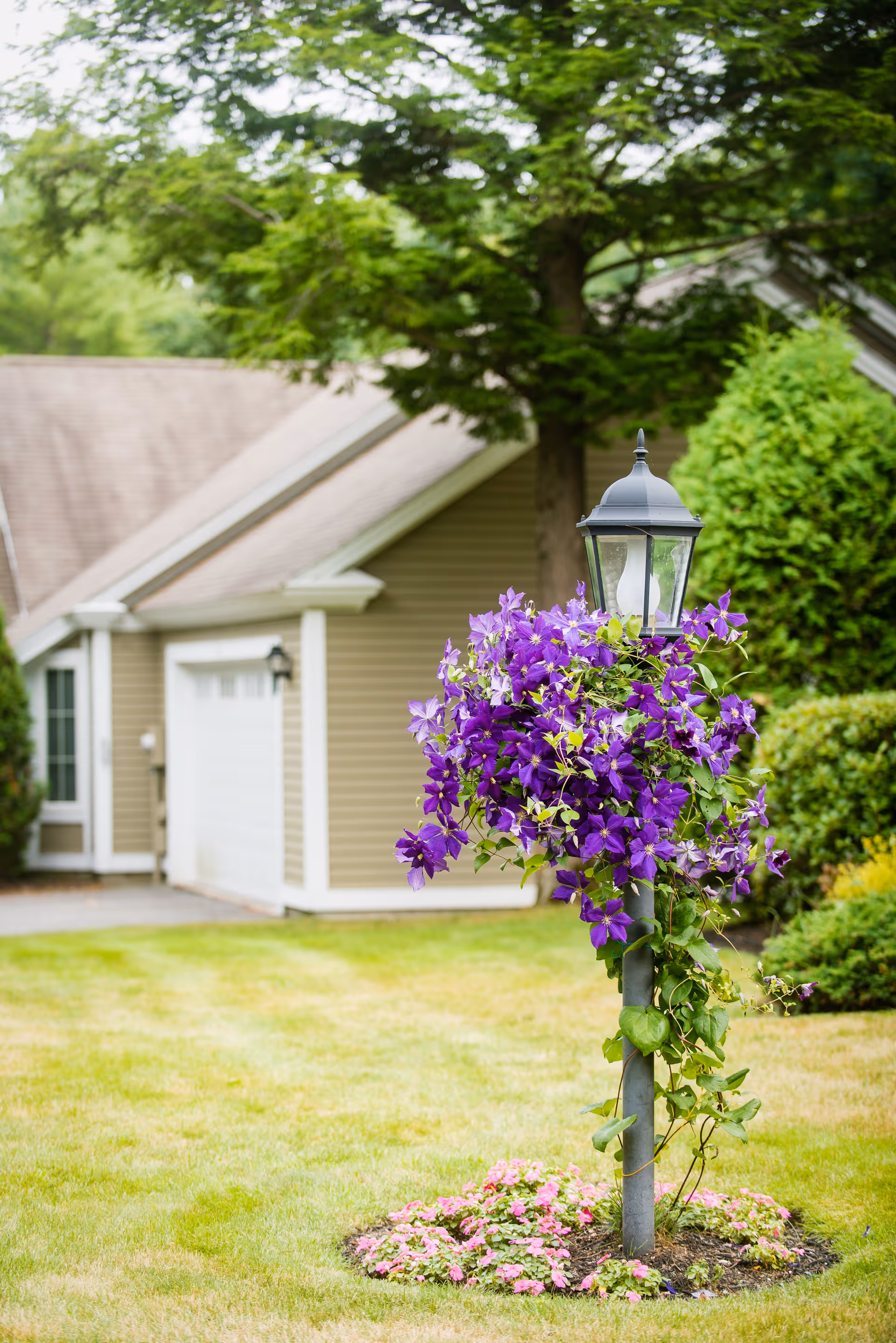A garden lamp post wrapped with vibrant purple flowers and surrounded by small pink flowers, set on a well-maintained lawn with a beige house and green trees in the background.