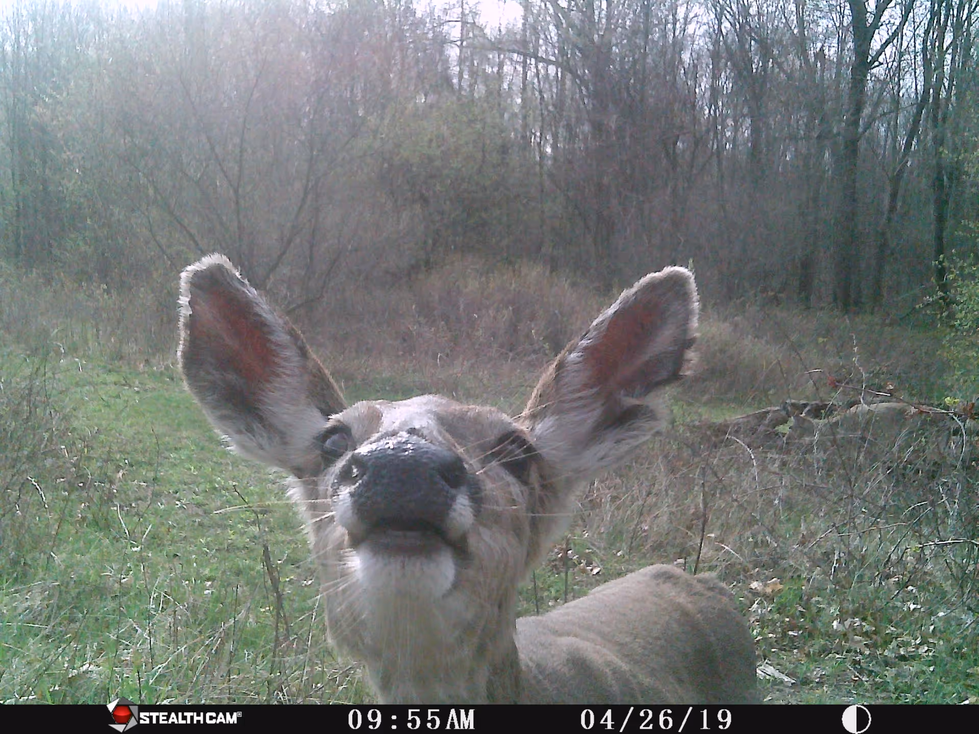 Close-up of a deer standing in a grassy and wooded outdoor area, looking directly at the camera with its ears perked up.