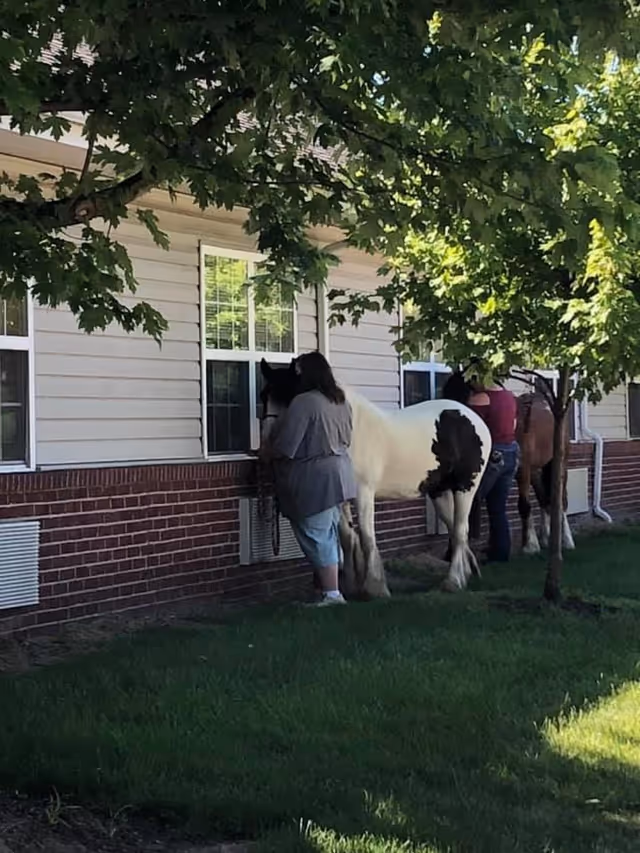 Two horses and two people standing outside a single-story building, looking into windows under leafy trees.