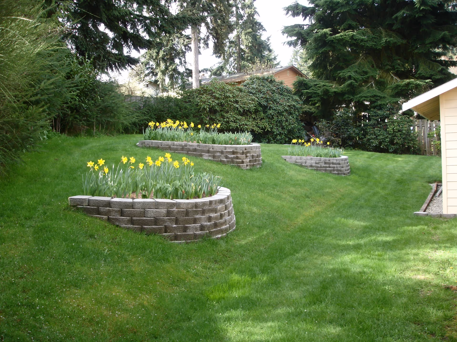 A grassy outdoor area with three raised flower beds made of stone bricks, each containing blooming yellow daffodils. The background features dense green trees and bushes, and part of a light-colored building is visible on the right side.
