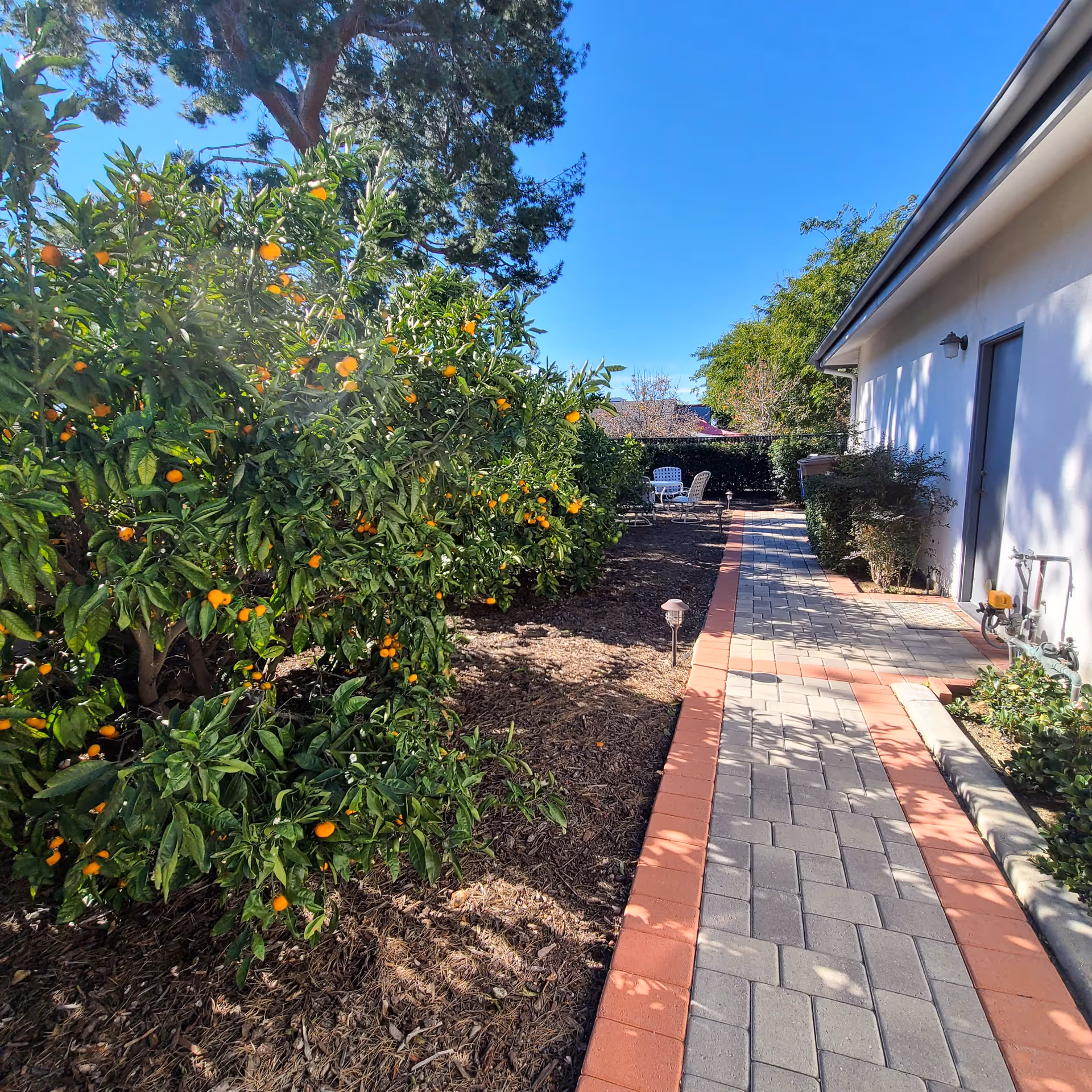A sunny outdoor garden area with a paved walkway bordered by orange bricks. On the left side, there are lush green bushes with small orange fruits. On the right side, there is the side wall of a building with a door and some shrubs. In the background, there are white outdoor chairs and a table under a clear blue sky.
