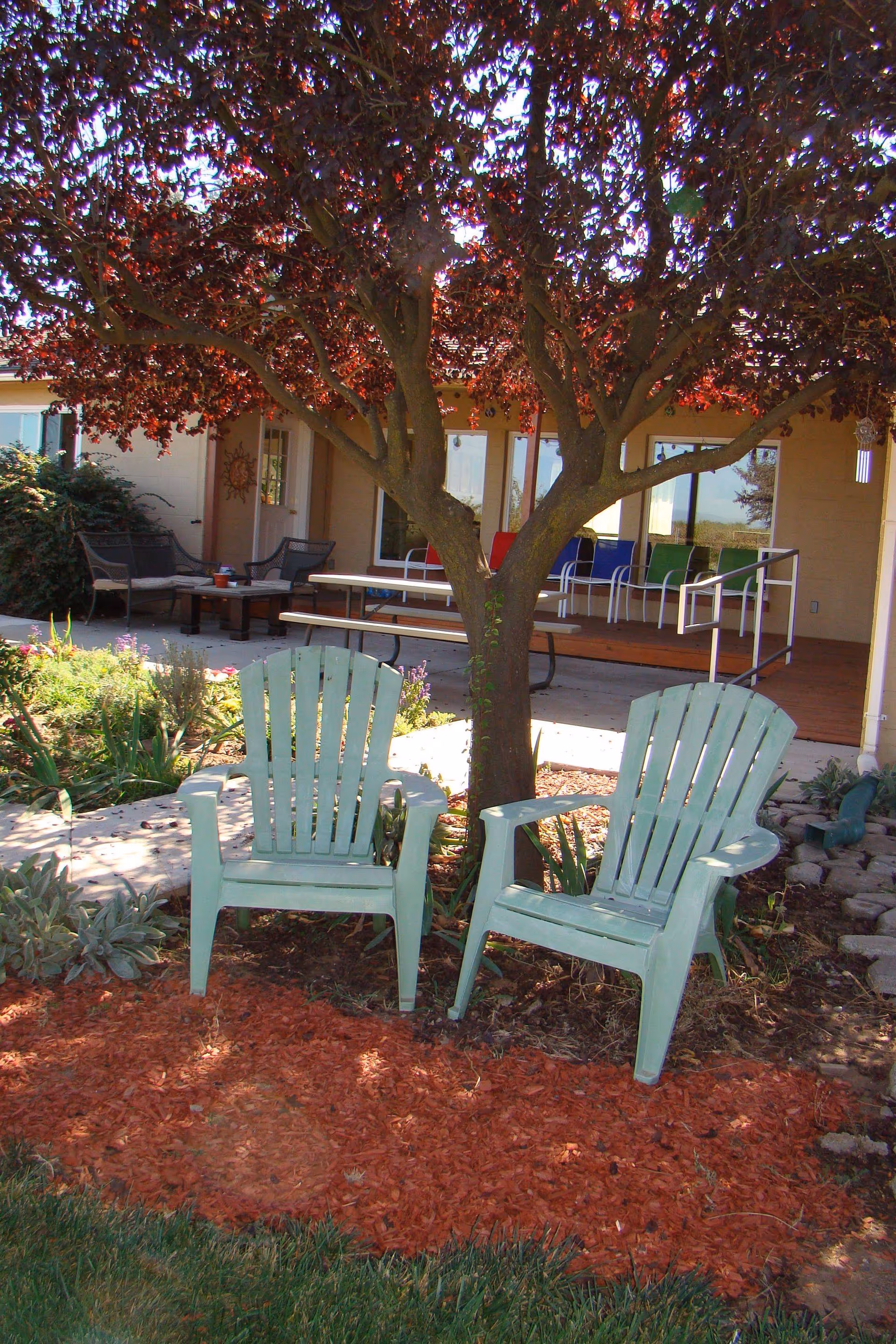 Two light green Adirondack chairs placed under a tree with dark red leaves in a garden area with mulch and plants. In the background, there is a patio with additional seating and a building with large windows and a door.