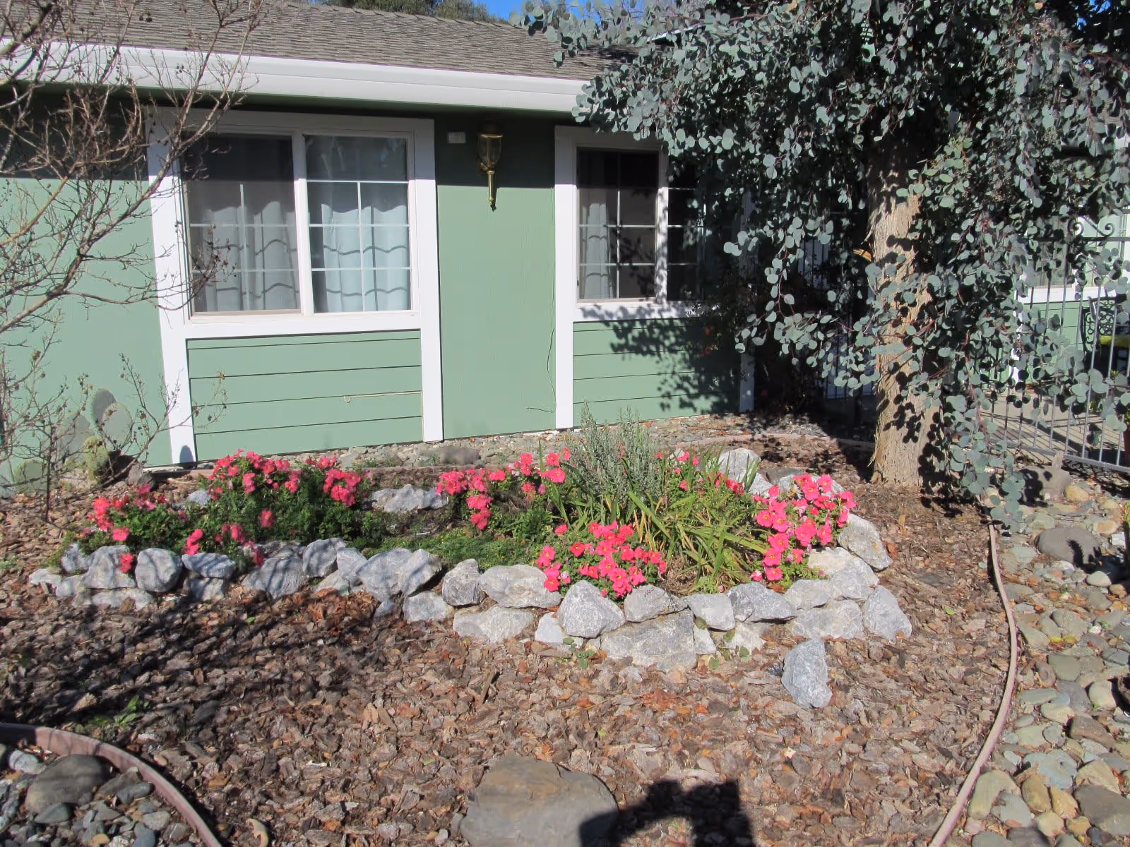 A small garden bed with pink flowers surrounded by rocks in front of a green building with two windows and a tree to the right.