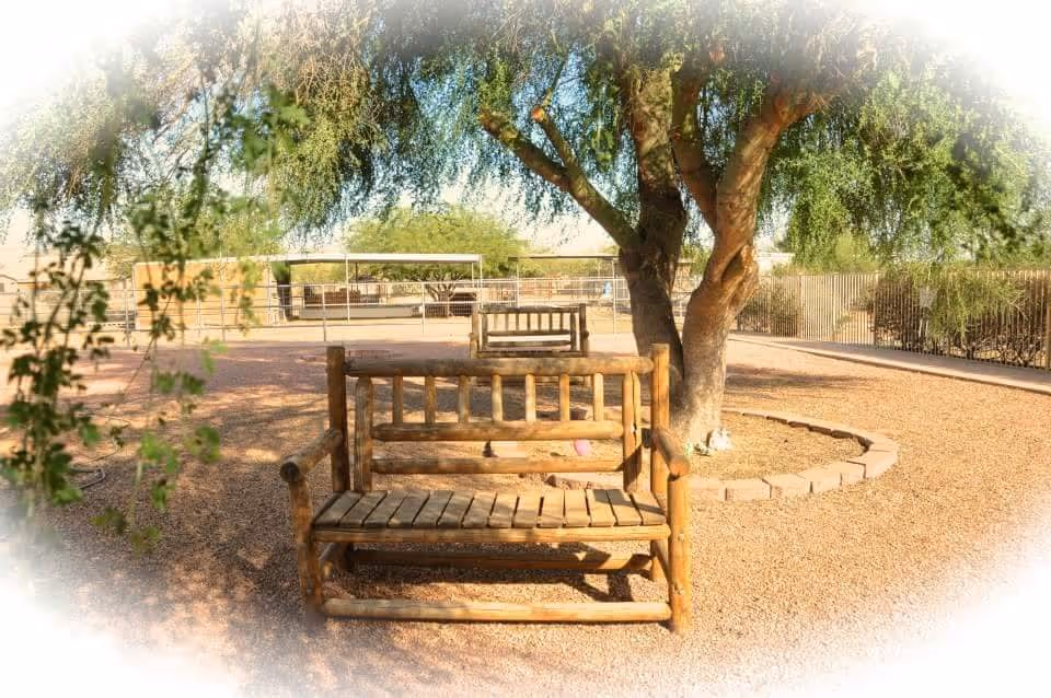 Outdoor seating area with wooden benches under a large tree surrounded by gravel ground and a circular stone border around the tree. A fenced area and some structures are visible in the background under a clear sky.