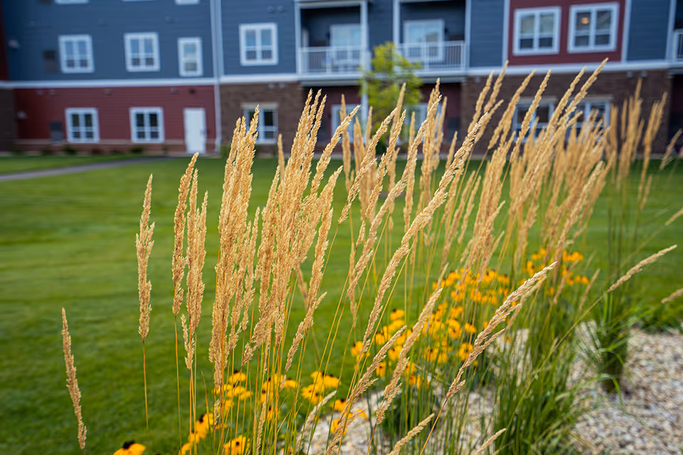 Tall ornamental grasses and yellow flowers in a landscaped bed with a grassy lawn and the exterior of a multi-story residential building in the background.