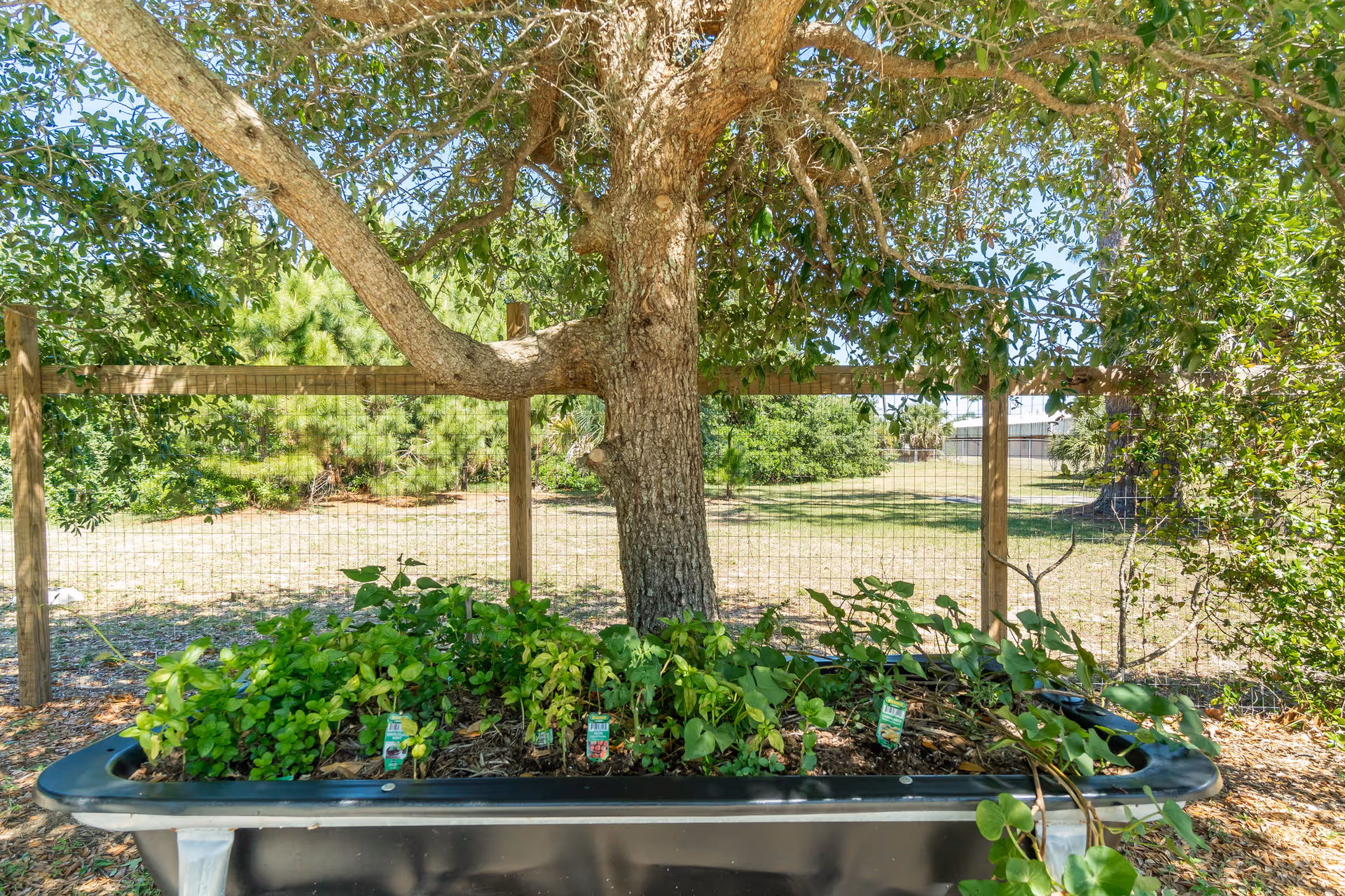 A raised planter filled with green plants sits under a large tree beside a wire fence in a sunny yard.