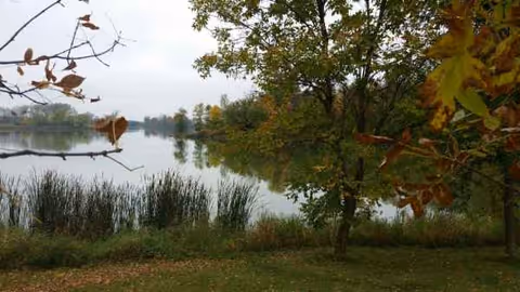 Lakeside view with trees, reeds, and calm water.