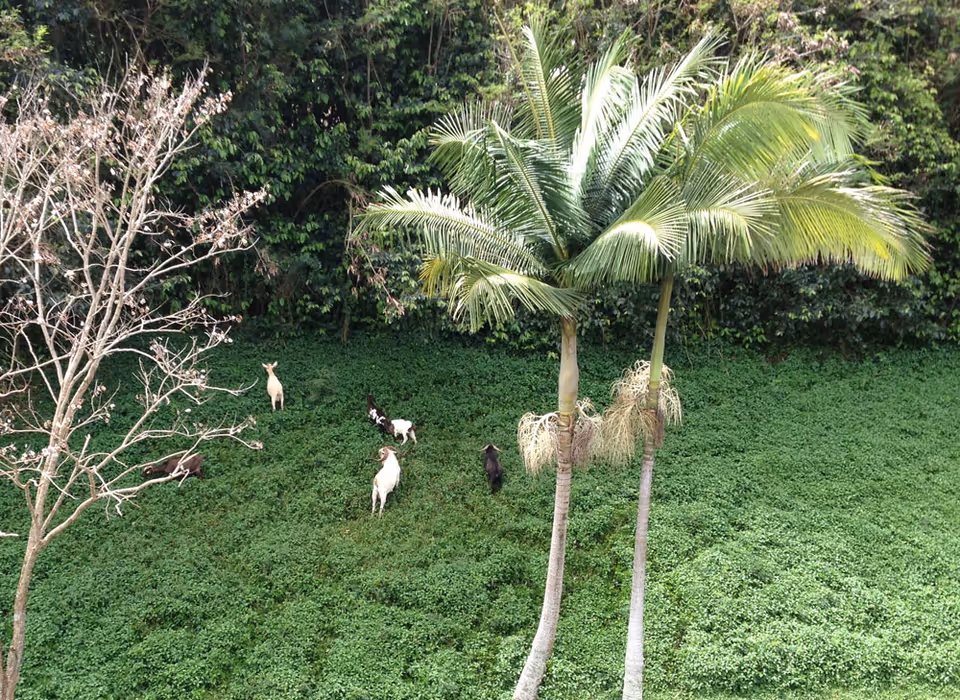 A green outdoor area with dense ground vegetation and two tall palm trees in the foreground. There are six goats scattered across the grassy area, and a leafless tree is visible on the left side. The background consists of dense green foliage.