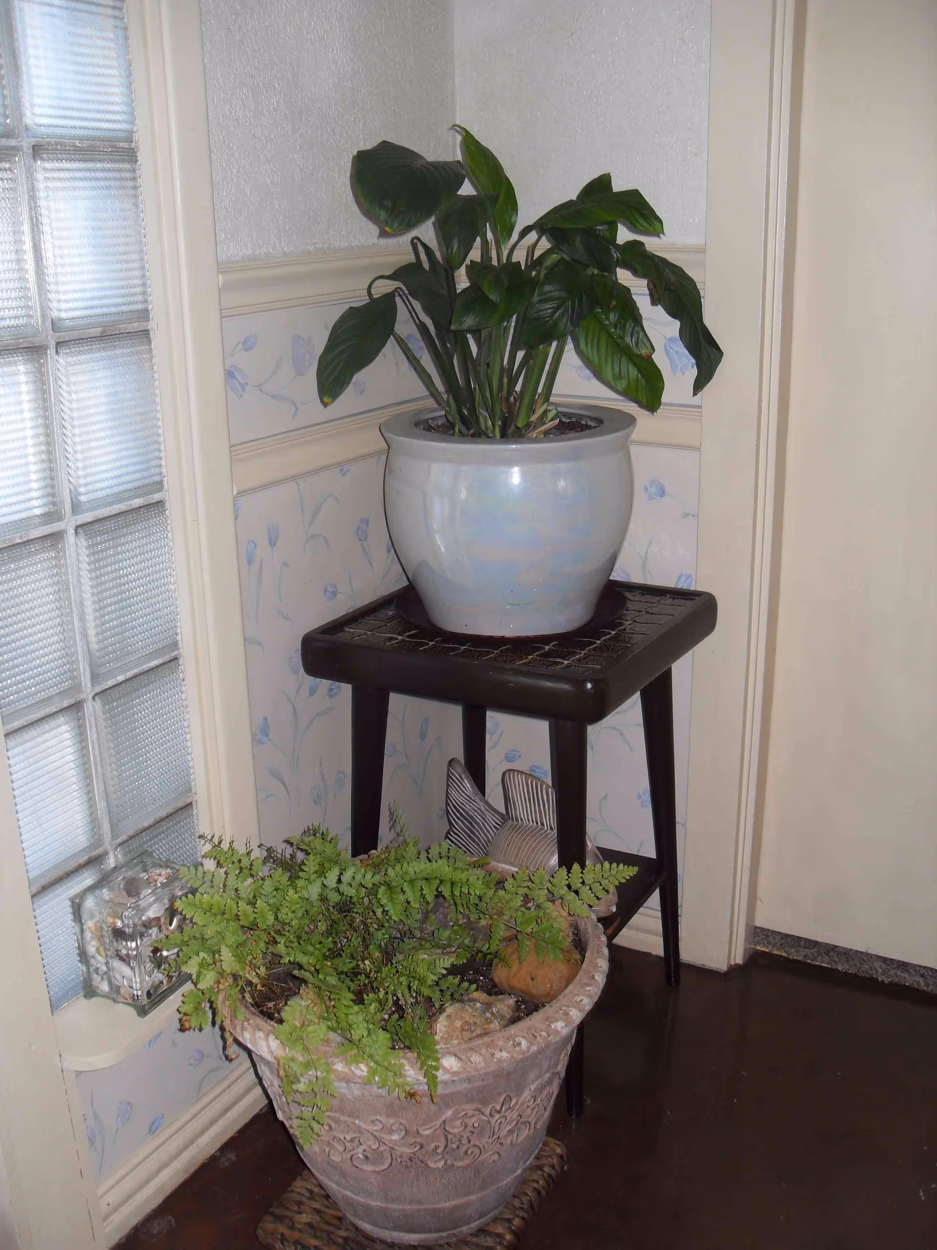 Two potted plants placed indoors near a corner with floral wallpaper. One plant is in a large decorative pot on the floor, and the other is in a smaller pot on a dark wooden stand. There is a glass block window on the left side and a closed door on the right.