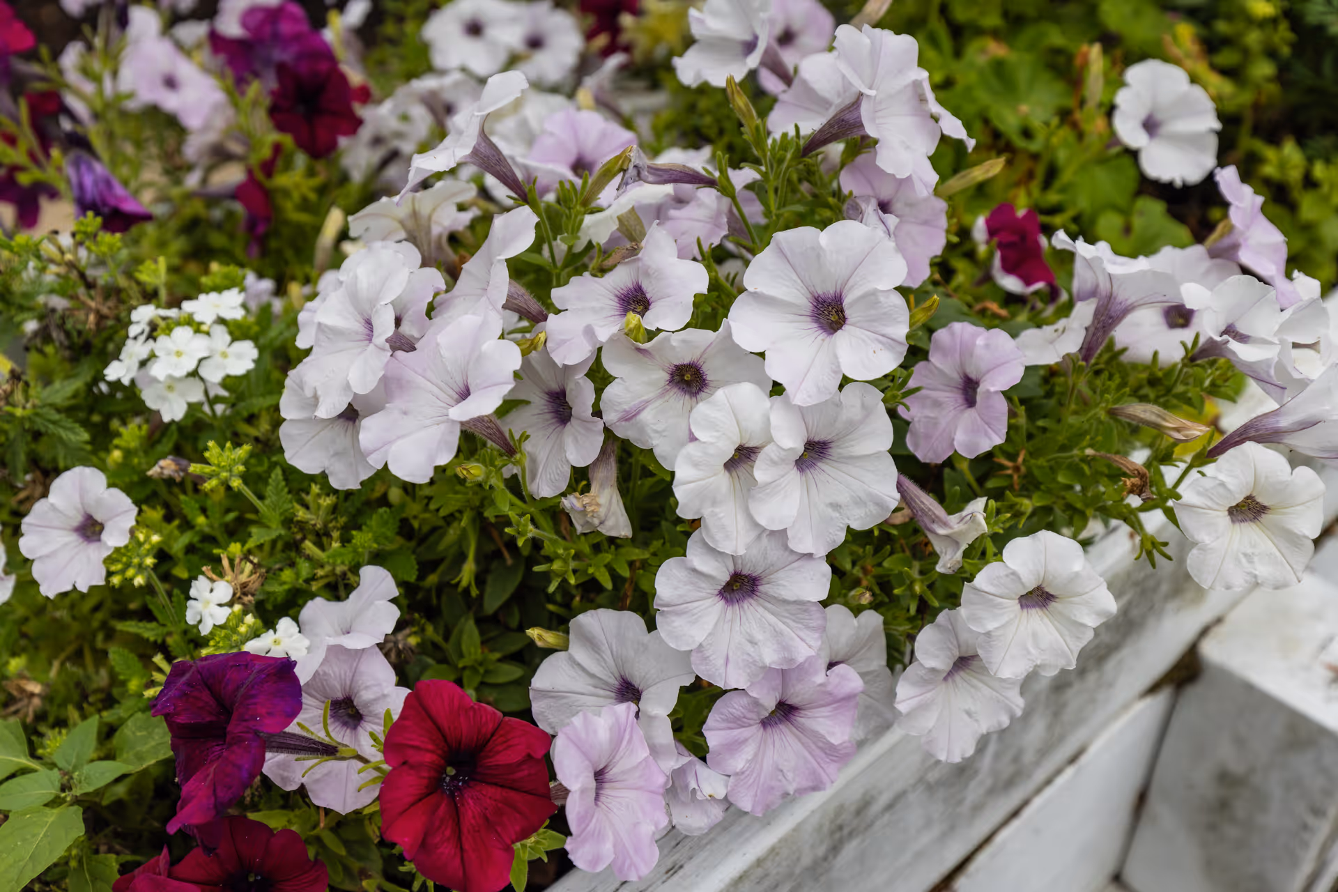 Close-up view of a flower bed with light purple, dark purple, and white petunias and other small white flowers, surrounded by green foliage and planted in a white stone or concrete planter.