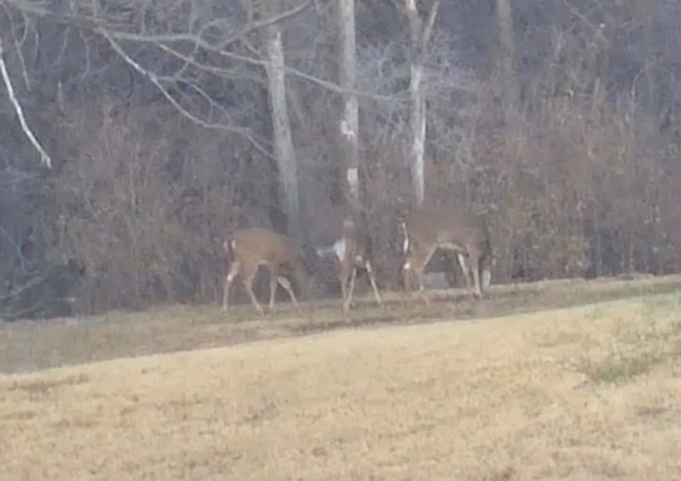Two deer standing on a grassy area near a wooded area with leafless trees in the background.