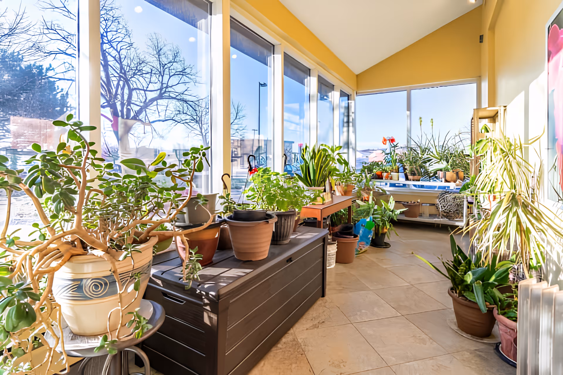 Sunlit indoor sunroom with large windows and numerous potted plants on shelves and benches.