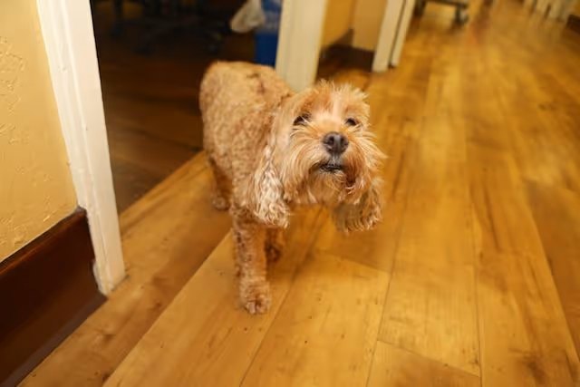 A small curly-haired dog standing on a wooden floor in a hallway with yellow walls and open doorways leading to other rooms.