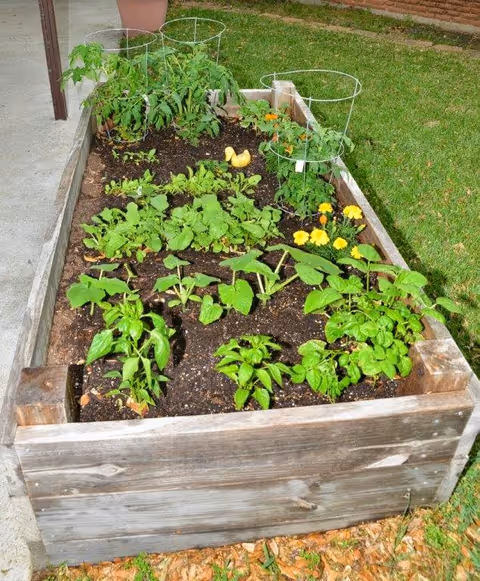 A raised wooden garden bed filled with various green plants and flowers, including tomato plants supported by wire cages. The garden bed is situated next to a concrete path and a grassy lawn.