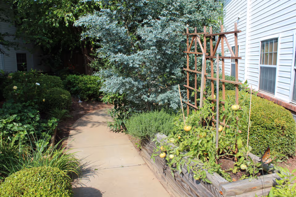 A garden area with a concrete pathway surrounded by various green plants and bushes. On the right side, there is a raised wooden planter box with tomato plants supported by wooden trellises. A white building with windows is visible on the right side of the image.