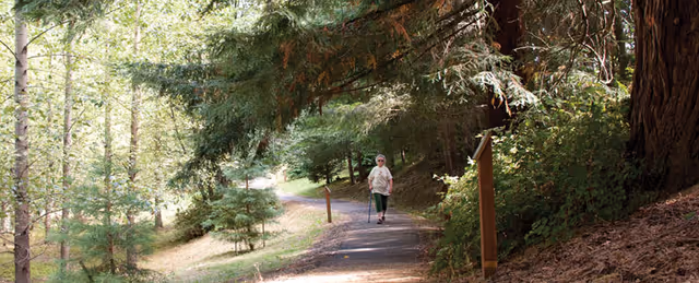 An older adult walks with a cane along a shaded paved path through a wooded outdoor area.