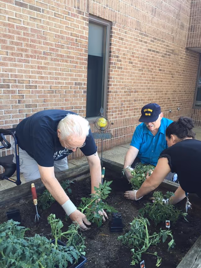 Three people planting tomato plants in a raised garden bed outside a brick building. Two elderly men and one woman are working together, with gardening tools and soil visible. One man is wearing a blue shirt and a navy cap, the other man has white hair and is wearing a black shirt, and the woman is wearing a black top.