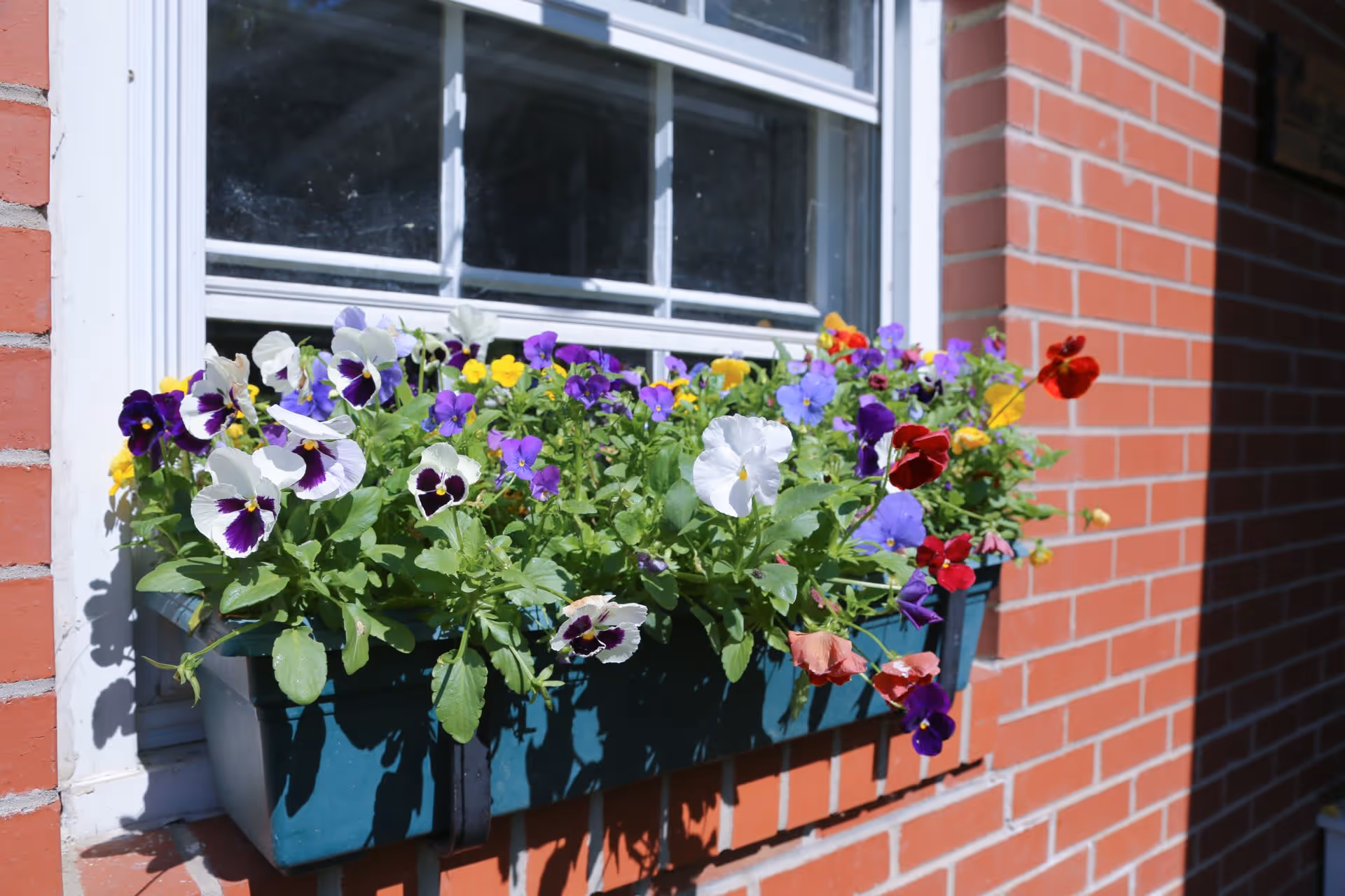 A window box filled with colorful pansy flowers in shades of purple, white, yellow, and red attached to a brick wall under a white-framed window.