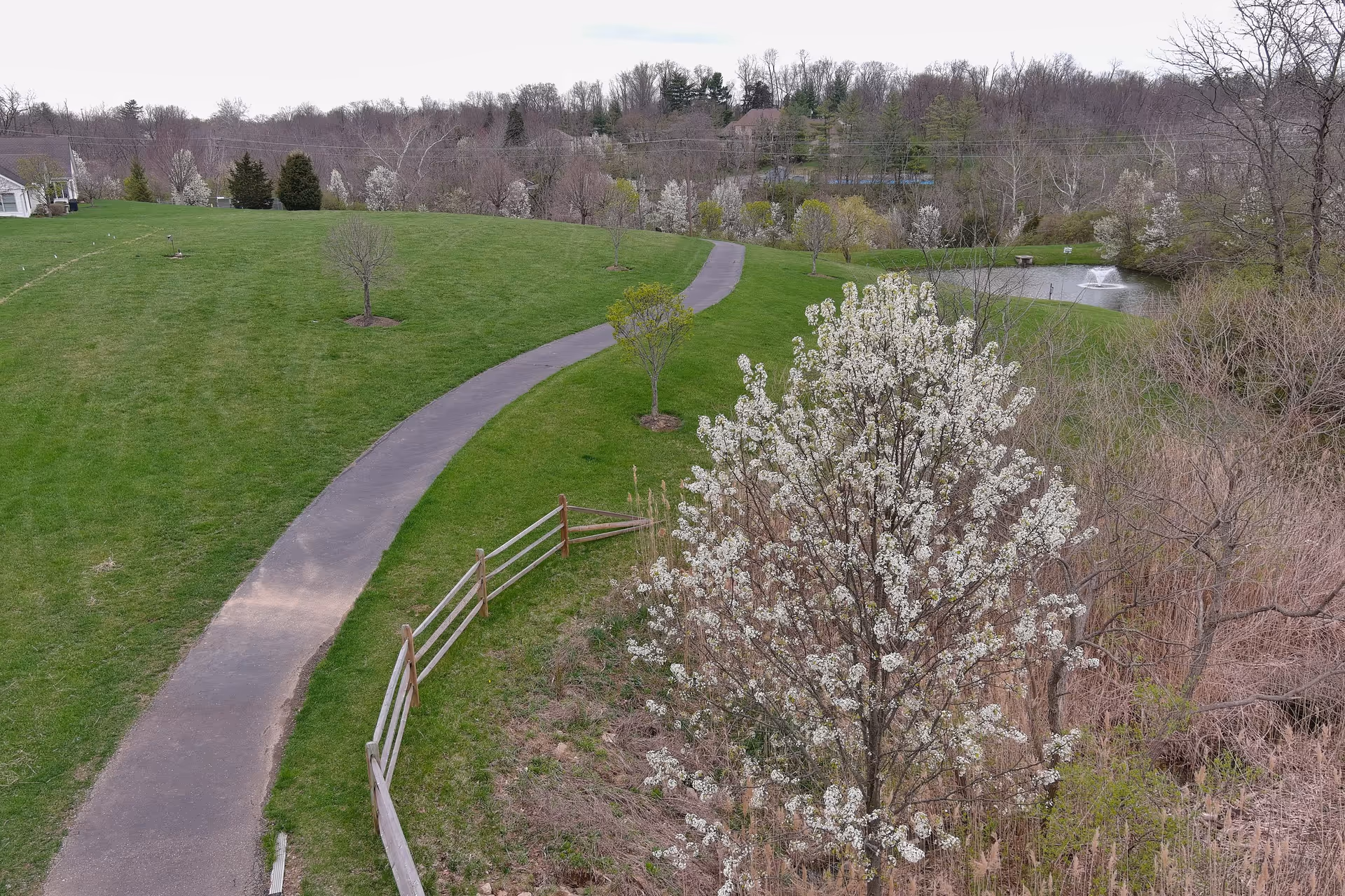 A winding paved pathway through a green grassy area with small trees and a wooden fence. There is a blossoming tree with white flowers in the foreground and a pond with a fountain in the background surrounded by more trees and shrubs.