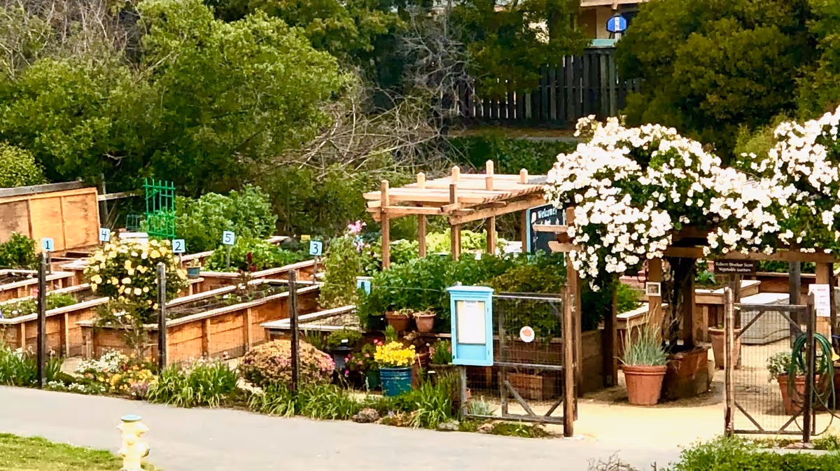A community garden area with raised wooden garden beds numbered 1 to 7, surrounded by green plants and flowers. There is a wooden pergola with white flowering vines growing on it, and a small blue bulletin board near the entrance gate. Trees and bushes are visible in the background.