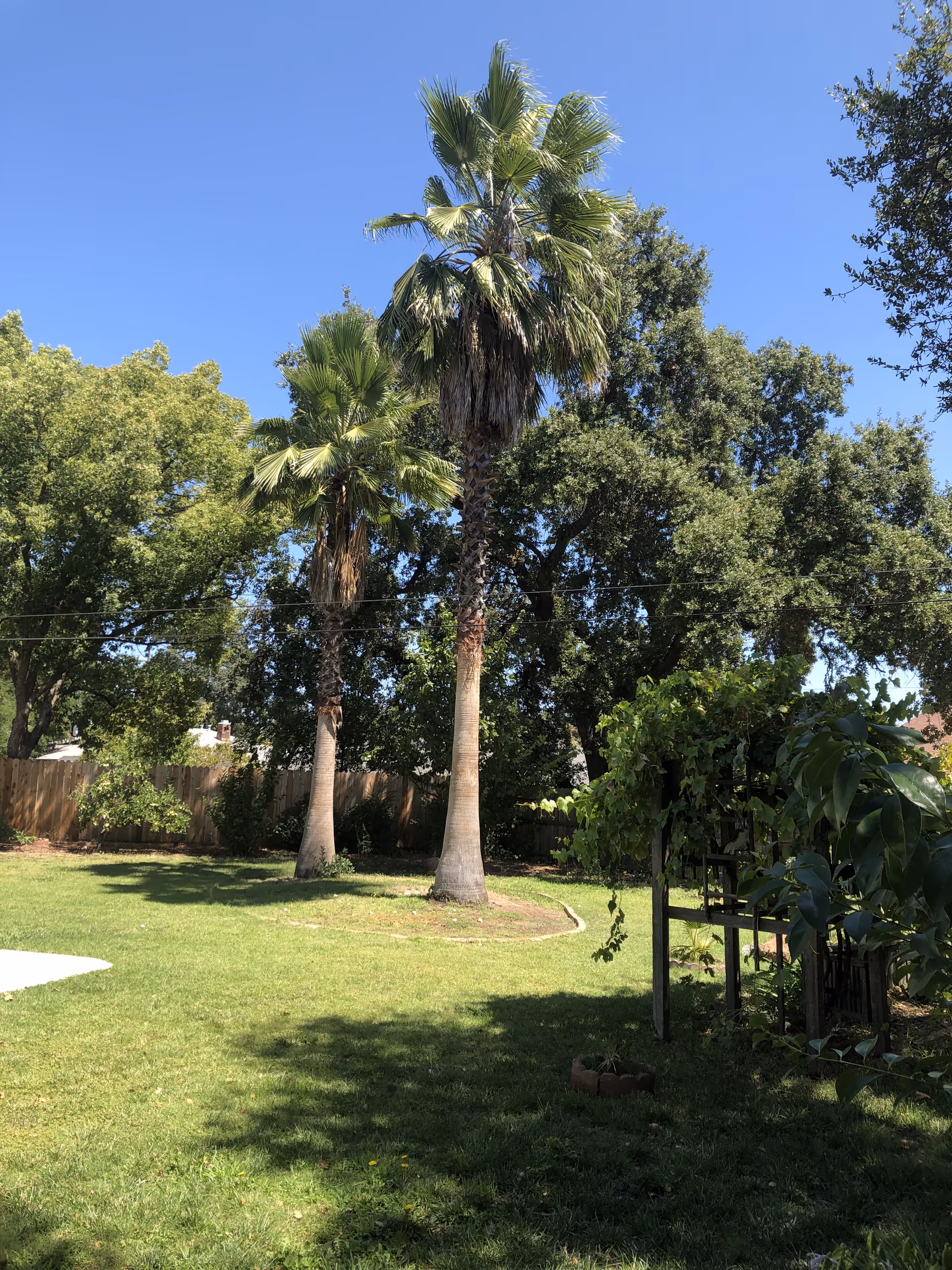 A sunny backyard lawn with two tall palm trees, surrounding trees, a wooden fence and a small trellis under a clear blue sky.