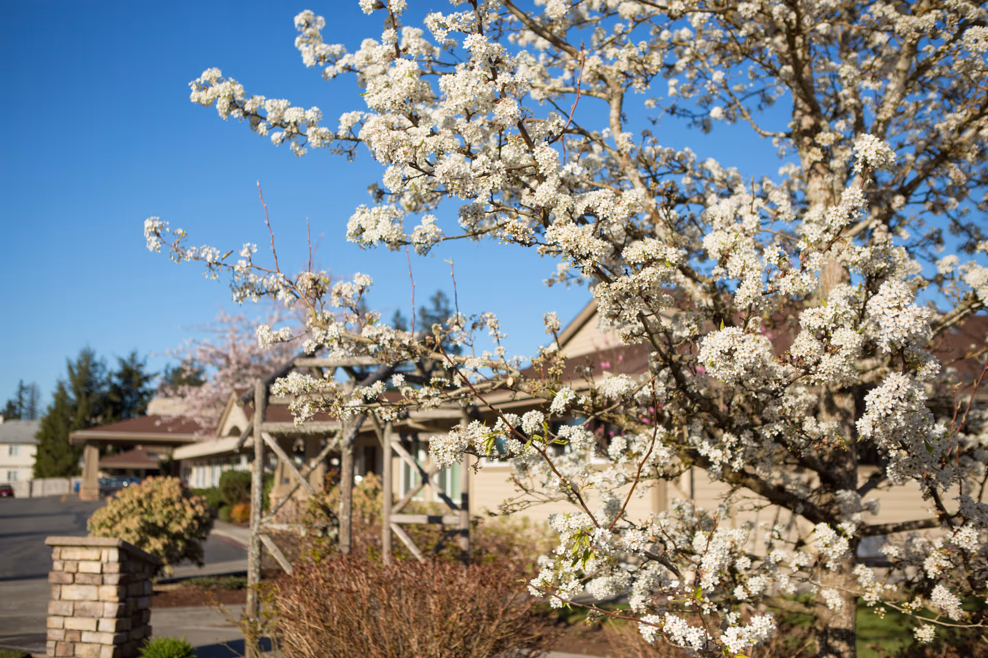 A blooming tree with white flowers in the foreground with a senior living facility building and clear blue sky in the background.