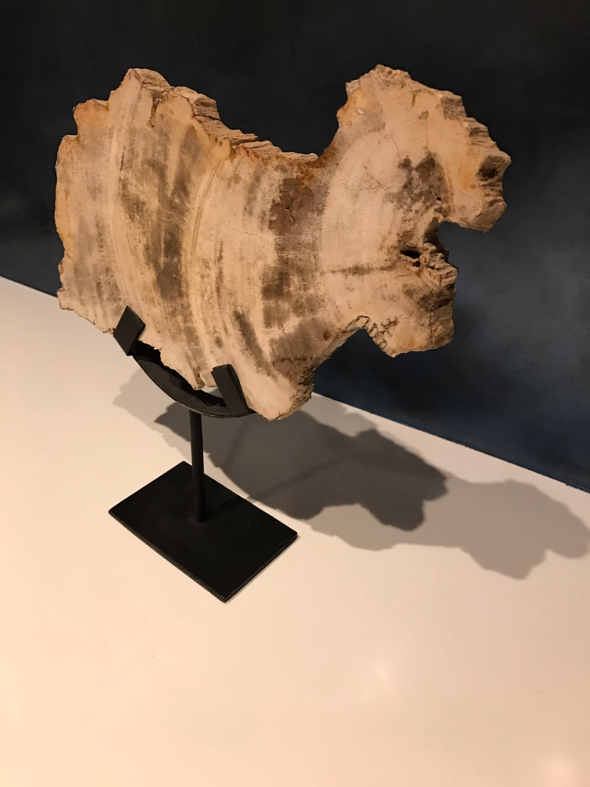 A decorative wood cross-section mounted on a black metal stand on a white surface against a dark blue wall.