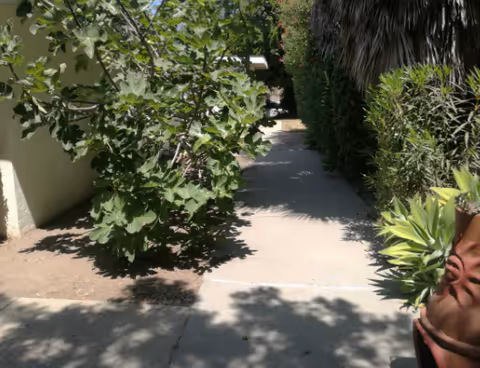 Sunlit concrete walkway flanked by leafy shrubs and a potted plant beside a building.