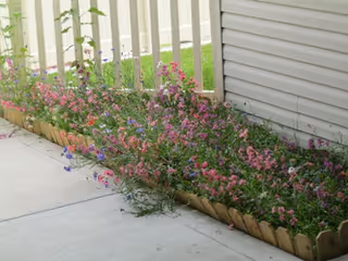 A garden bed with various pink and purple flowers growing alongside a white fence and the exterior wall of a building, bordered by a small wooden edging and adjacent to a concrete walkway.