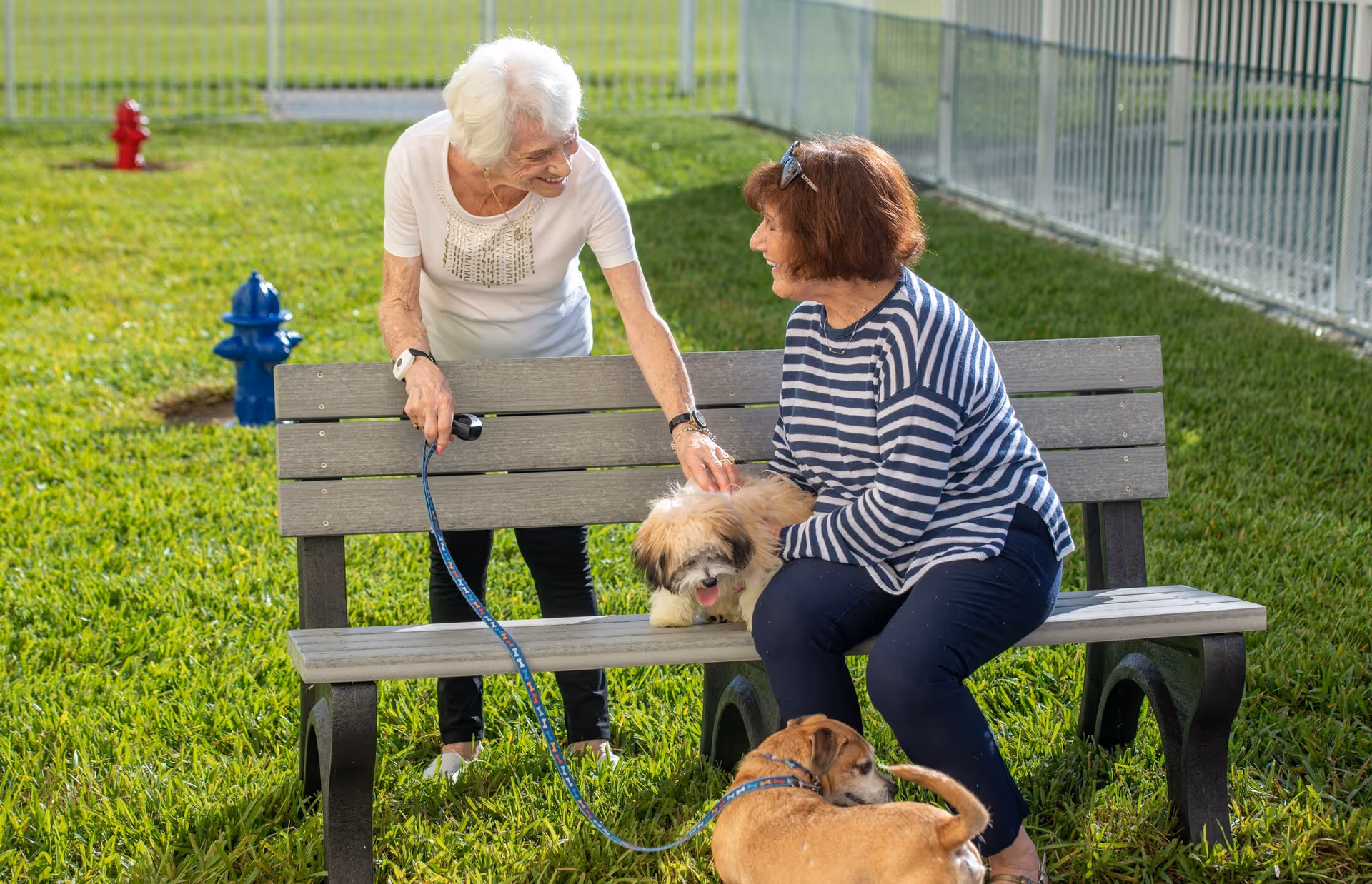 Two elderly women interacting outdoors near a bench. One woman with white hair is standing and holding a small dog on a leash, while the other woman with brown hair wearing a striped shirt is sitting on the bench petting the dog. A second dog is on the ground near the bench. The background shows green grass, a fence, and fire hydrants.