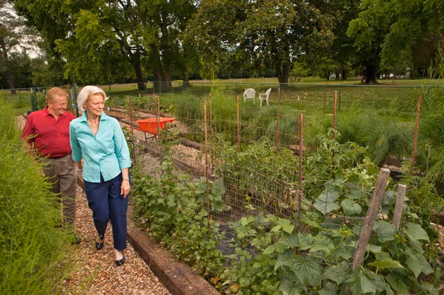 An elderly man and woman walk along a wood chip path beside a fenced garden with various green plants. In the background, there are two white plastic chairs on the grass and large trees providing shade.