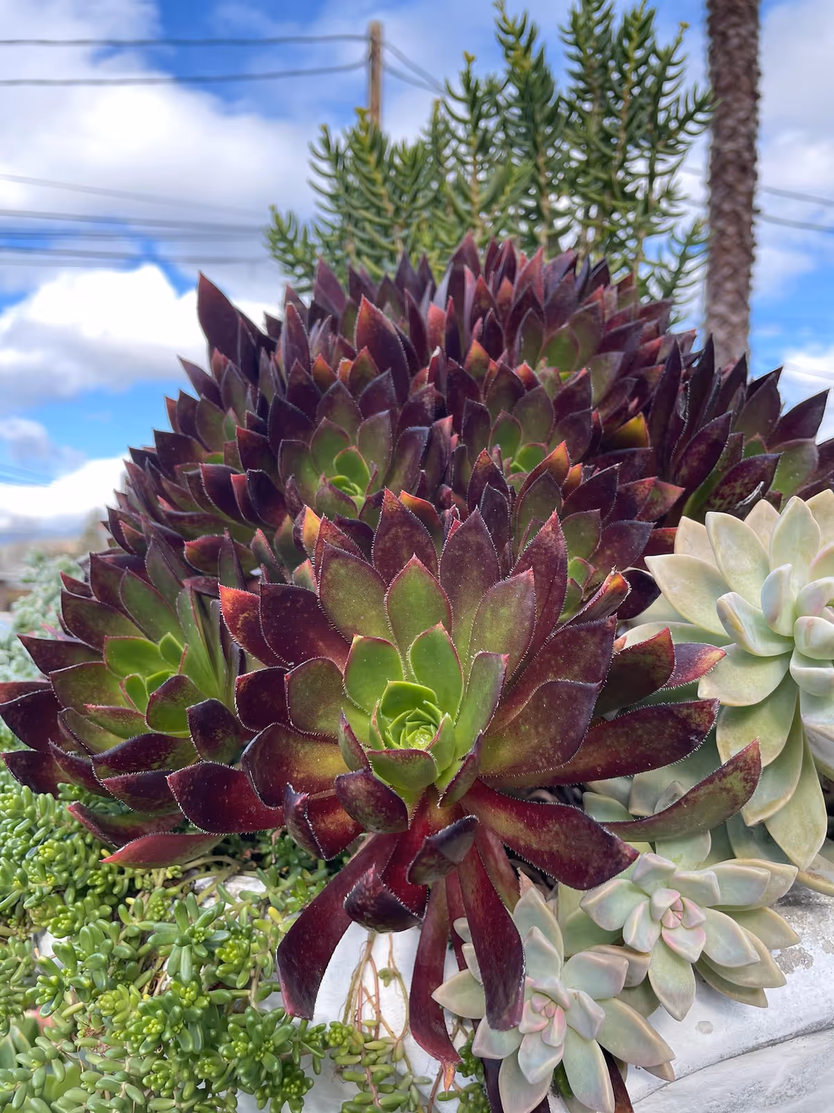 Close-up of dark purple-and-green succulent rosettes with other succulents and a cloudy sky in the background.
