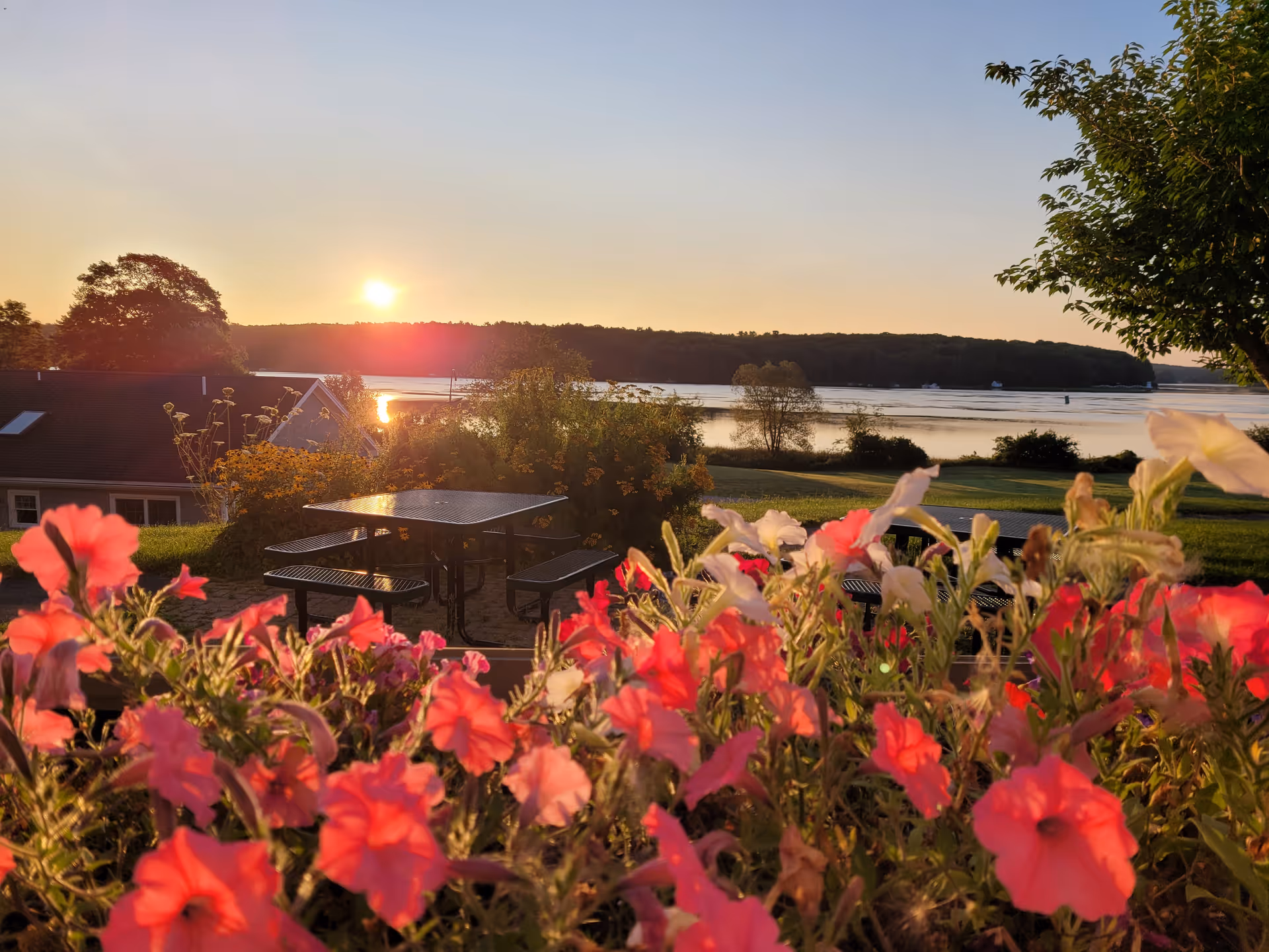 A scenic outdoor view at sunset with vibrant pink and white flowers in the foreground, picnic tables on a patio area, a grassy lawn, trees, and a body of water with a wooded shoreline in the background.