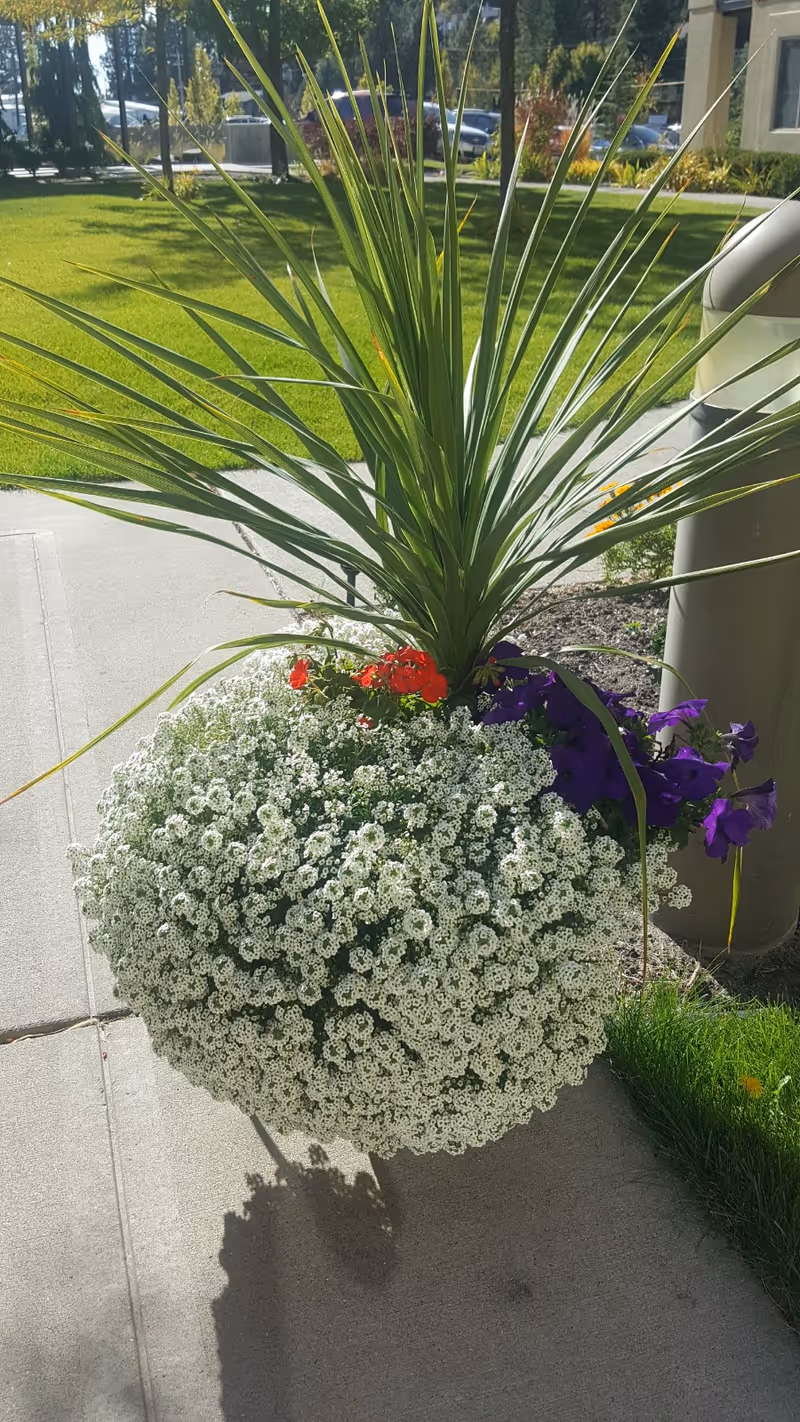 A large planter on a sidewalk filled with a tall green spiky plant in the center, surrounded by small white flowers, red flowers, and purple flowers. In the background, there is a green lawn, trees, and part of a building.