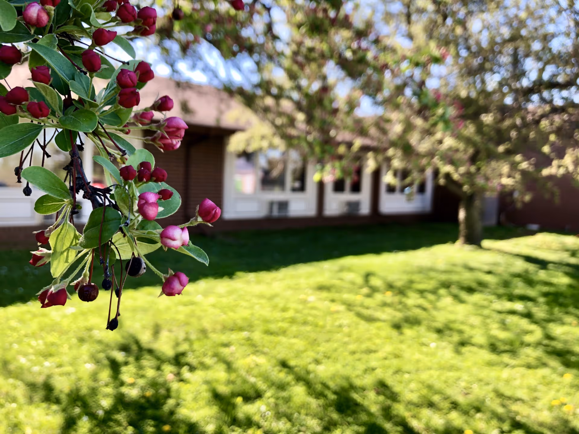 Close-up of pink flower buds on a branch with a grassy lawn, trees, and a building with windows in the background on a sunny day.