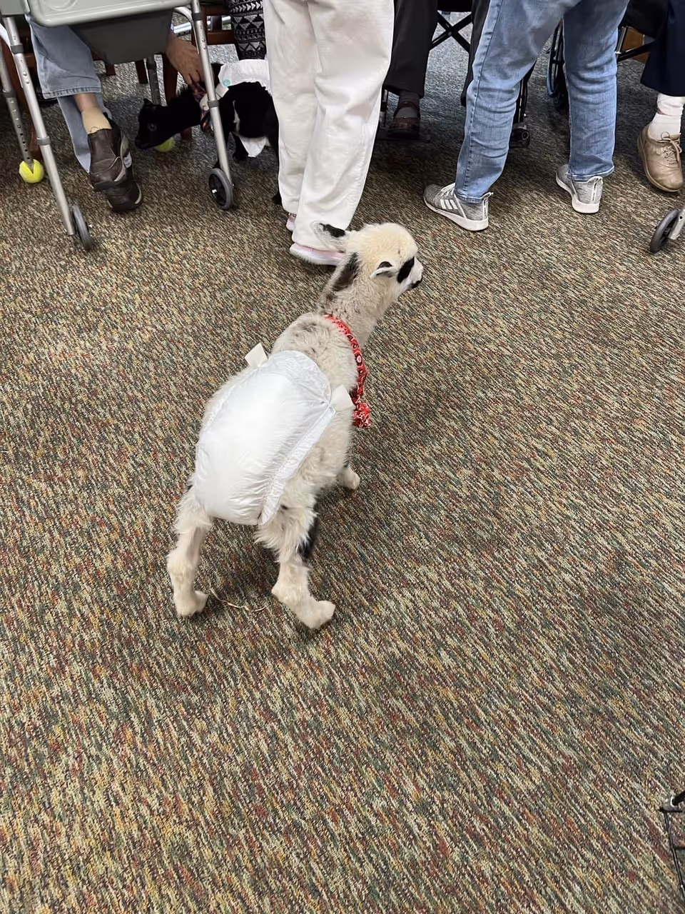 A small baby goat wearing a diaper and a red collar stands on a carpeted floor among the legs of several people, some of whom are using walkers and wheelchairs.