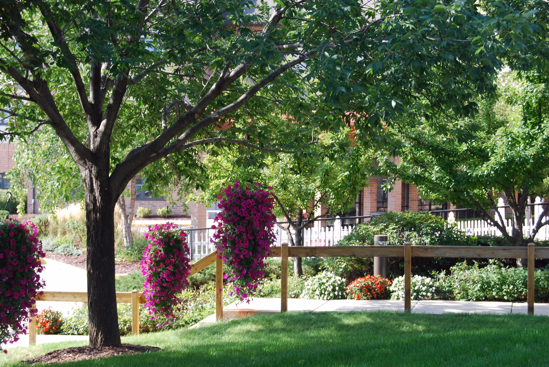 A lush outdoor garden area with green grass, trees, and vibrant hanging flower baskets with purple flowers. There is a wooden fence and a paved walkway surrounded by various shrubs and plants. A brick building is partially visible in the background.